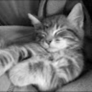 Meet your Posher, Niki